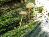 Spinellus fusiger image