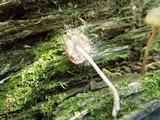 Spinellus fusiger image