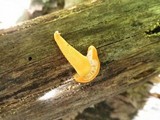 Cyptotrama chrysopepla image