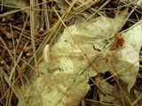 Mycena leptocephala image