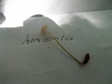Mycena leptocephala image
