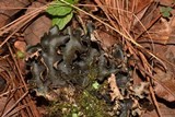 Sticta beauvoisii image