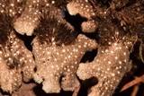 Sticta beauvoisii image