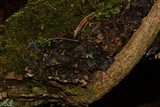 Sticta beauvoisii image