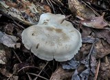Clitocybe martiorum image