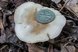 Clitocybe martiorum image