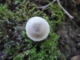 Volvariella murinella image