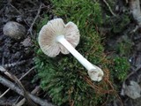 Volvariella murinella image