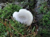 Volvariella murinella image