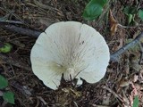 Leucopaxillus giganteus image