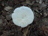 Leucopaxillus giganteus image