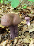 Tylopilus plumbeoviolaceus image