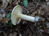 Leucopaxillus giganteus image