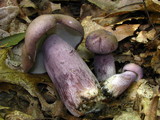 Tylopilus plumbeoviolaceus image