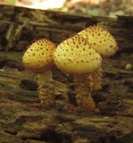 Pholiota squarrosoides image