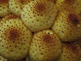 Pholiota squarrosoides image