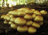 Pholiota squarrosoides image