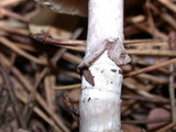 Amanita porphyria image