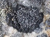 Rinodina aspersa image