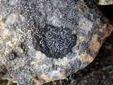 Rinodina aspersa image