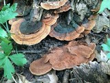 Phellinus gilvus image