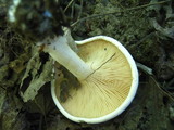 Clitopilus prunulus image