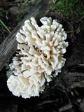 Sebacina schweinitzii image