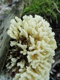 Sebacina schweinitzii image