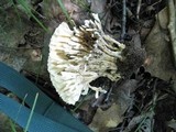 Sebacina schweinitzii image