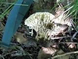 Sebacina schweinitzii image