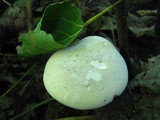 Clitopilus prunulus image