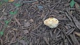 Abortiporus biennis image