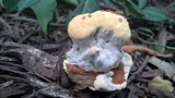 Abortiporus biennis image