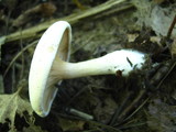 Clitopilus prunulus image