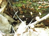 Gymnopus androsaceus image