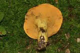 Suillus subaureus image
