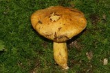 Suillus subaureus image