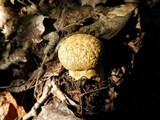 Gyroporus cyanescens image