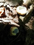 Gyroporus cyanescens image