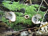 Humaria hemisphaerica image