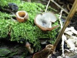 Humaria hemisphaerica image