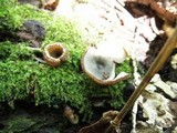 Humaria hemisphaerica image