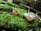 Humaria hemisphaerica image