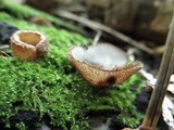 Humaria hemisphaerica image