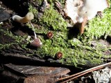 Humaria hemisphaerica image