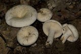 Lactarius piperatus image