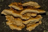 Pycnoporellus fulgens image
