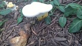 Ganoderma curtisii image