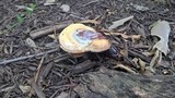 Ganoderma curtisii image