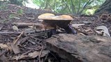 Ganoderma curtisii image